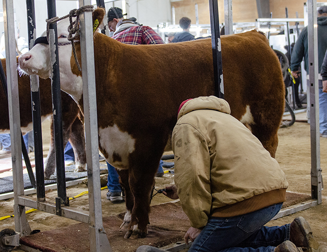 Pre Vet working with cow