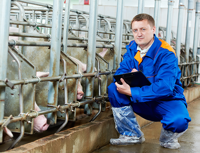 person in pig building